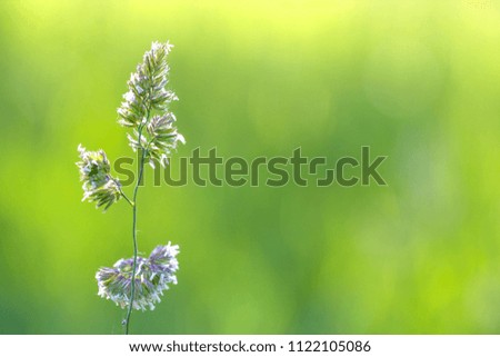 High grass on a summer green meadow filled with light