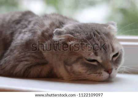 scottish fold cat