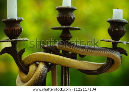 Avoid risk. Snake wrapped around candlestick on nature. Still life with candelabra and snake outdoor. Divinity and devil. Design art and natural decoration.