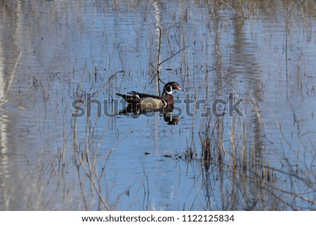 Wood Duck in pond