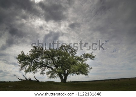 Lonely oak tree on a steppe slope against a stormy sky