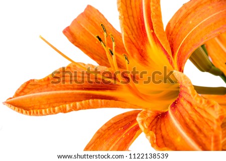 Beautifil fresh orange day lily, orange daylily, roadside daylily, tawny daylily, tiger daylily. Macro shot of a Hemerocallis fulva in bloom on white background