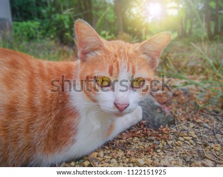 orange cat and blure background 