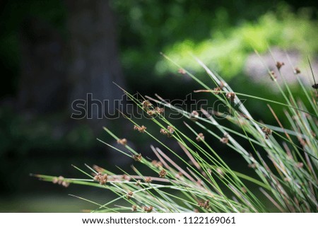 Flowering Reeds Growing at a Pond in a Forest, in San Francisco's Golden Gate Park