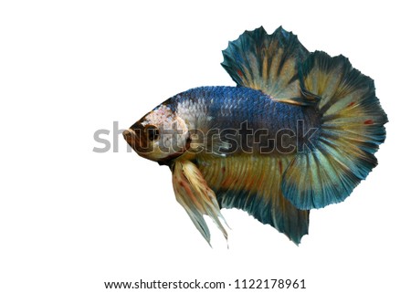 
Beautiful Thai fish