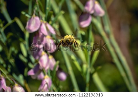 A close snapshot of a Bee doing the rounds