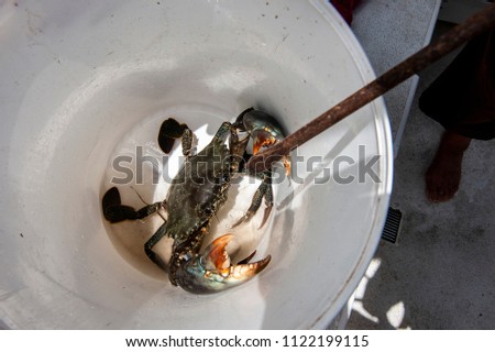 Agressive Australian Giant Mud Crab. Also known as Mangrove and Serrated Crab. Freshly caught in a bucket ready to cook. Queensland, Australia.