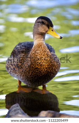 Female mallard duck standing on a rock in a pond.