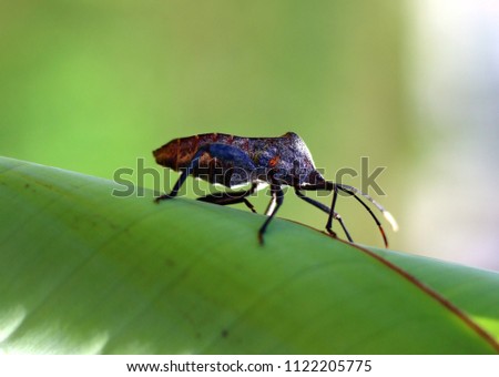 Leaf-footed Bug(Coreidae) on the green leaf.