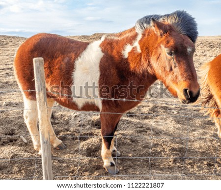 Icelandic horse, outstanding horse breed in the world, in outdoor farm with strong wind blow, selective focus at one eye