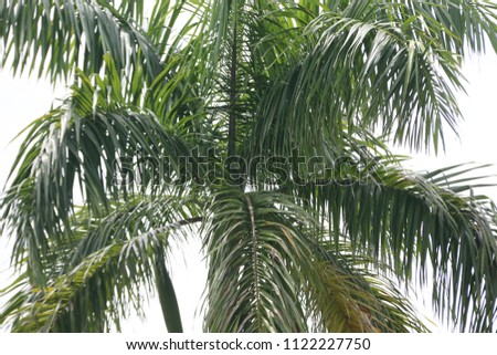 coconut tree and white background