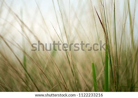 grassland background / texture ; grassland in premium look