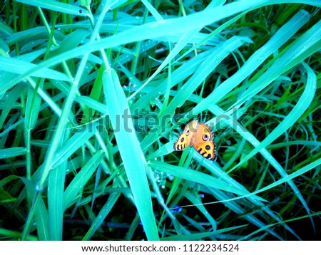 yellow Butterfly on the grass. Closeup photo. 