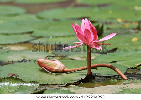 Top view of lovely pink water lilies blooming on green leaves.
