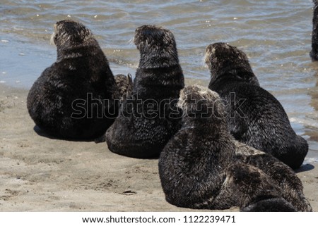 Otters hanging at the beach