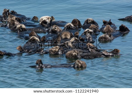 Floating otter raft