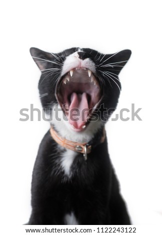cat scream cool