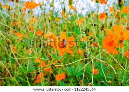 Orange flowers have a green background from the natural background, and there is a flower island bee as the image is suitable for displaying the product.
