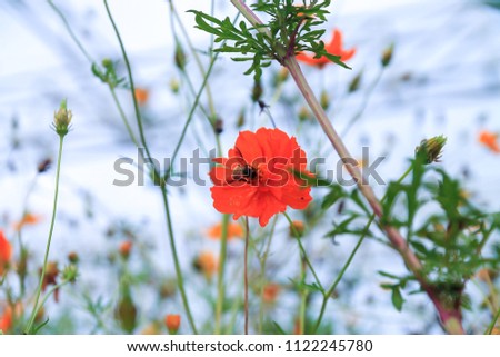 Orange flowers have a green background from the natural background, and there is a flower island bee as the image is suitable for displaying the product.