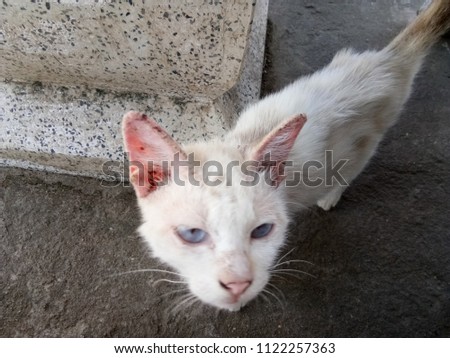 Cat with clinical sign of sarcoptic mange infection on face and ear.Sarcoptic mange or scabies is a contagious parasitic disease caused by mite called Sarcoptes scabiei that affects animals and people