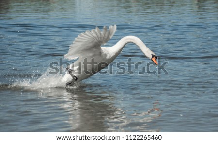 Swan flying in water