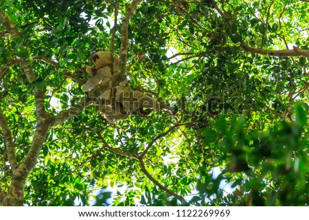 Tree sloth in Costa Rica