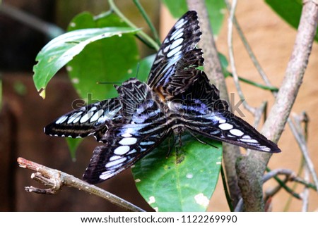 The Clipper (Parthenos sylvia) butterfly 