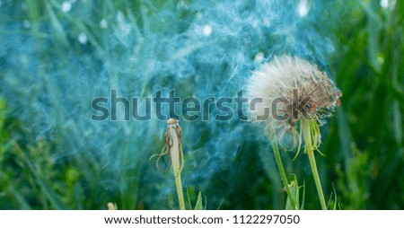 Burning big dandelion dandelion. Growing in a meadow
