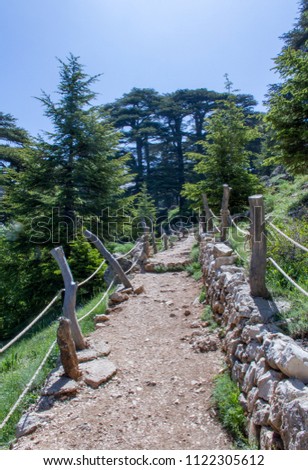 passage in arz forest in north Lebanon