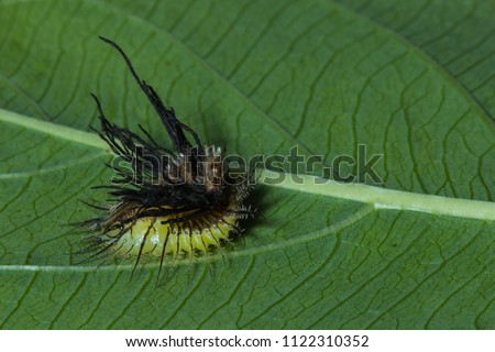 golden tortoise beetle larva on green leaf/ it has fecal fork on body