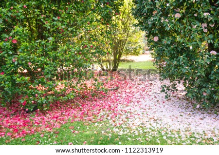 Flowers and leaves falling on green grass in garden spring nature background, /outdoor flowers spring in natural.