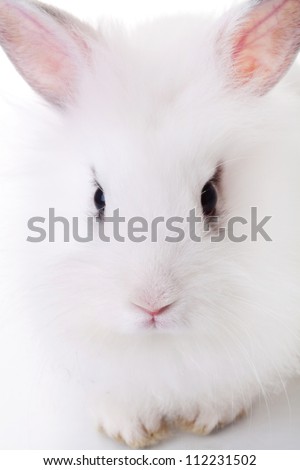 closeup picture of a cute little white rabbit's face