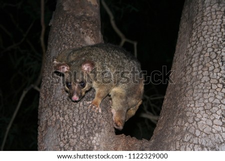 curious possum climing on a tree in queensland, australia