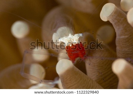 Mushroom coral ghost shrimp (Cuapetes kororensis). Picture was taken in the Banda sea, Ambon, West Papua, Indonesia