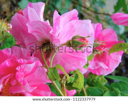 macro photo with decorative background of beautiful petals of pink color shade of rose garden flowers as a source for prints, advertising, decor 
