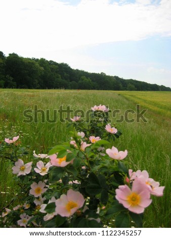 macro photo with decorative landscape background of rural field with green grass and beautiful blooming Bush of wild rose as a source for prints, advertising, decor, posters