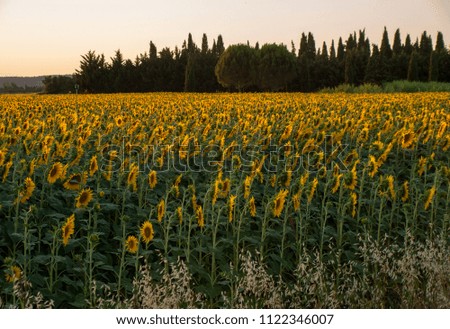 Sunflowers field near Arles  in Provence, France
