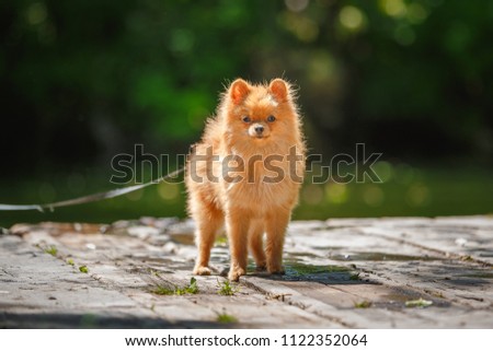 Small dog of the Pomeranian after bathing in the river.