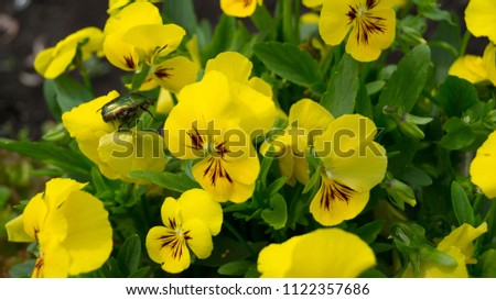 Beetle sits on yellow flower pansies