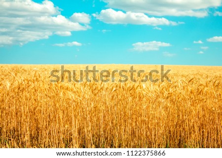 field of wheat and clouds in the blue sky Royalty-Free Stock Photo #1122375866