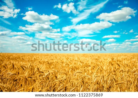field of wheat and clouds in the blue sky Royalty-Free Stock Photo #1122375869