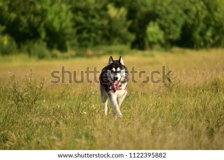 Dog Pet Nature Running