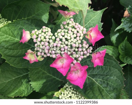 Hydrangea flowers deep pink colour. Picture showing flowers in stages, budding, opening and full bloom
