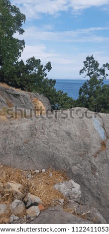 Red cat rest on the mountain