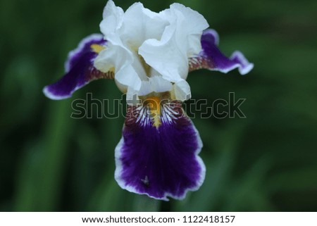 Beautiful flowers irises blooming at summer time. Warm summer days on countryside. Macro nature.