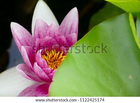 Waterlily pink flower and green leaf