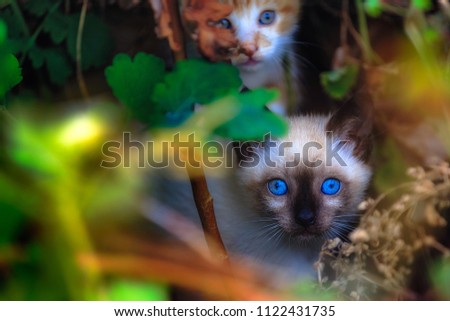 Stray siamese cat or kitty outside in the garden looking around