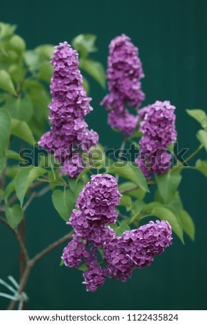 Beautiful lilac flowers at sunny spring days in the garden. Outdoor macro nature.
