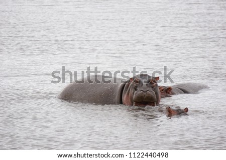Yawning Hippo in White Water