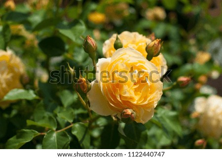rose in full bloom
